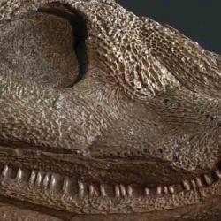 Skull of one of the earliest known animals, Acanthostega gunnari found in Greenland, 1987