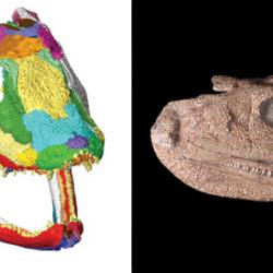 Left: 3D model with the jaws open; the individual bones are colour-coded to show the boundaries between them. Right: Original fossil skull of Acanthostega gunnari  