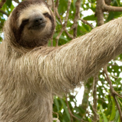Sloth