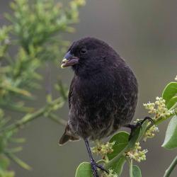 Small ground finch Geospiza fuliginosa