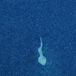 Illustration of sperm