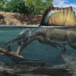 Illustration of Spinosaurus hunting underwater