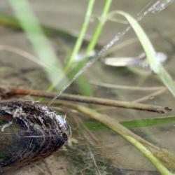 Mussel squirting a water jet