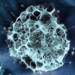 Human stem cell embedded in a 3D matrix, Cryo SEM