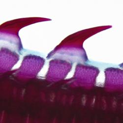 Dermal denticles on the tail of the Little Skate, as used in the latest research. 