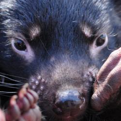 Tassie devil orphan