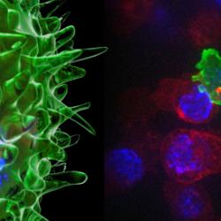 Killer T-Cell