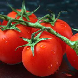 Tomatoes on the vine. Banner image: Day 124 - Tomatoes, by Nina Matthews via Flickr.