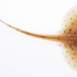Left: Early skate embryo labeled with fluorescent dye. Right: Image of a hatchling skate