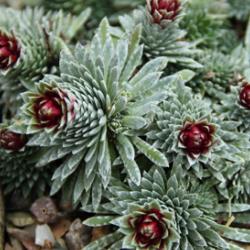 Saxifraga sempervivum, an alpine plant species discovered to produce "pure vaterite".