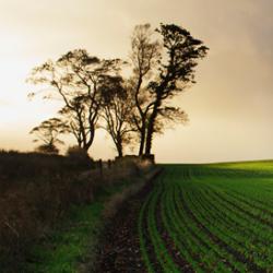 Rural Landscape near Fife