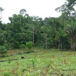 Corn plantation nearby remaining forest in the Amazon region 