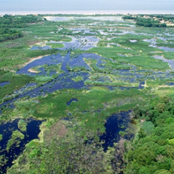Wetlands in Cape May, New Jersey, USA