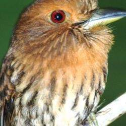 White Whiskered Puff bird 