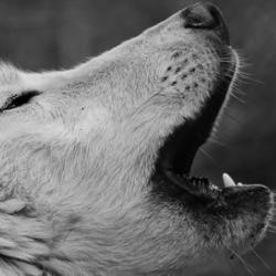 Photo of a white wolf of Canada, taken Gevaudan wolf park in Lozère