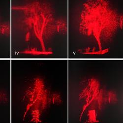Holographic replay field results of 3D LiDAR processed data sets. LiDAR truck and tree objects are displayed.