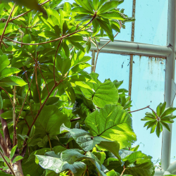 Plants in a greenhouse