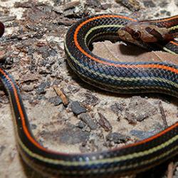 Snake.