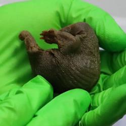 Baby platypus in gloved hands.