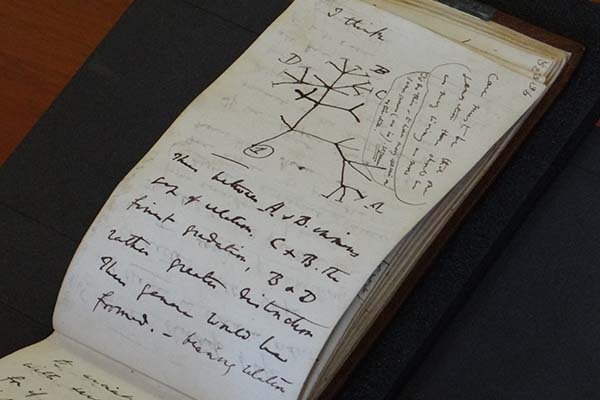 A page from Darwin’s 1837 notebook showing the Tree of Life sketch