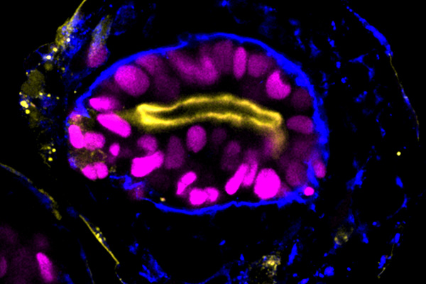 Day 4 embryoid showing an inner epiblastlike domain in magenta that has apico-basal polarity (yellow apical, blue basal), similar to the epiblast of the human embryo just after implantation.