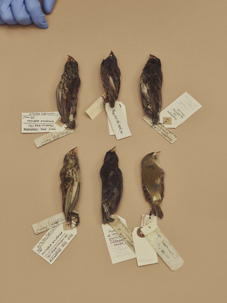 A selection of finches collected by Charles Darwin and which influenced his work on natural selection.