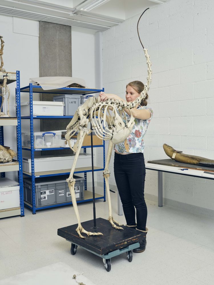 Conservator Ruth Murgatroyd working on an ostrich skeleton. 