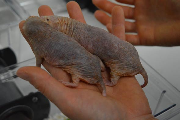 Finest Nude Rat Immune Status Photos