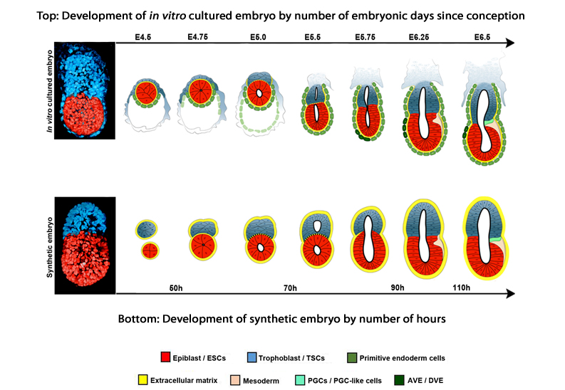 embryodevelpoment
