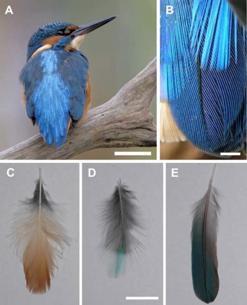 Why does the kingfisher have blue feathers?