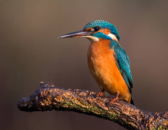 Why does the kingfisher have blue feathers? | University of Cambridge
