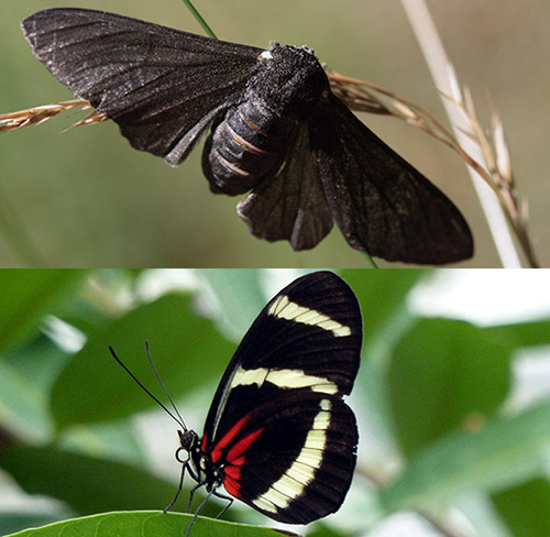 Genetic Switch That Turned Moths Black Also Colours Butterflies