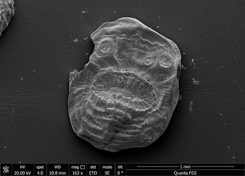 Saccorhytus: photographs of the fossils show the detailed levels of preservation that allowed researchers to identify and study the creature.