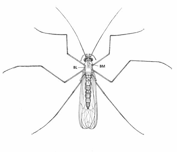 What's the point of midges - and how do you stop them biting