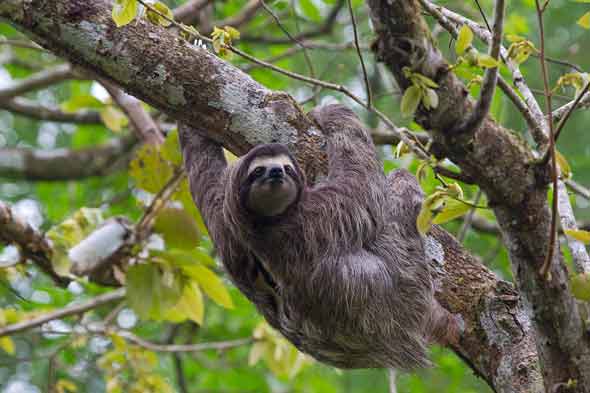 What is so unusual about a sloth's neck? | University of Cambridge