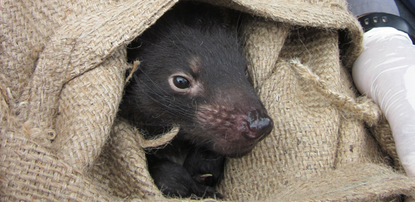 Tasmanian devils bedeviled by cancer
