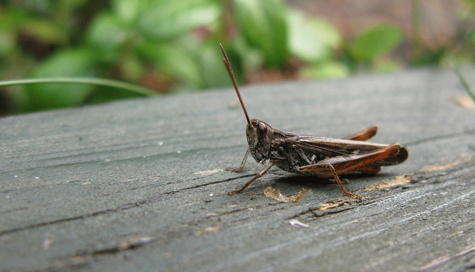 Locust vs grasshopper