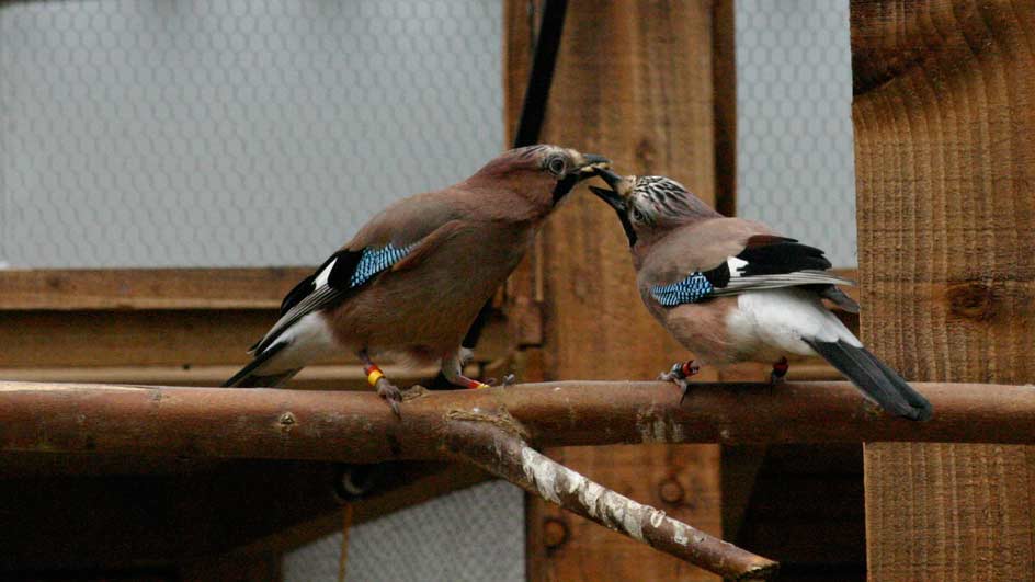 Monogamous Birds Read Partner S Food Desires University Of Cambridge