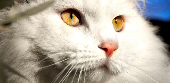 new research reveals how cat dander