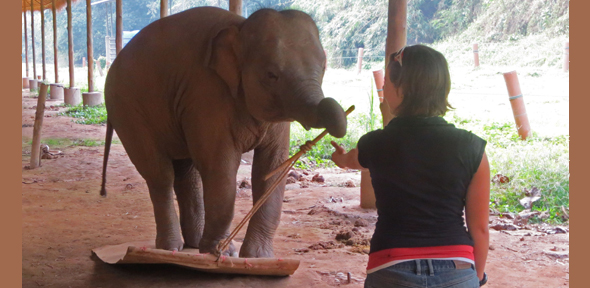 Elephants