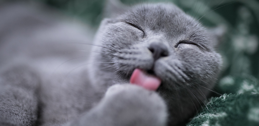 can cats really get or pass on covid 19