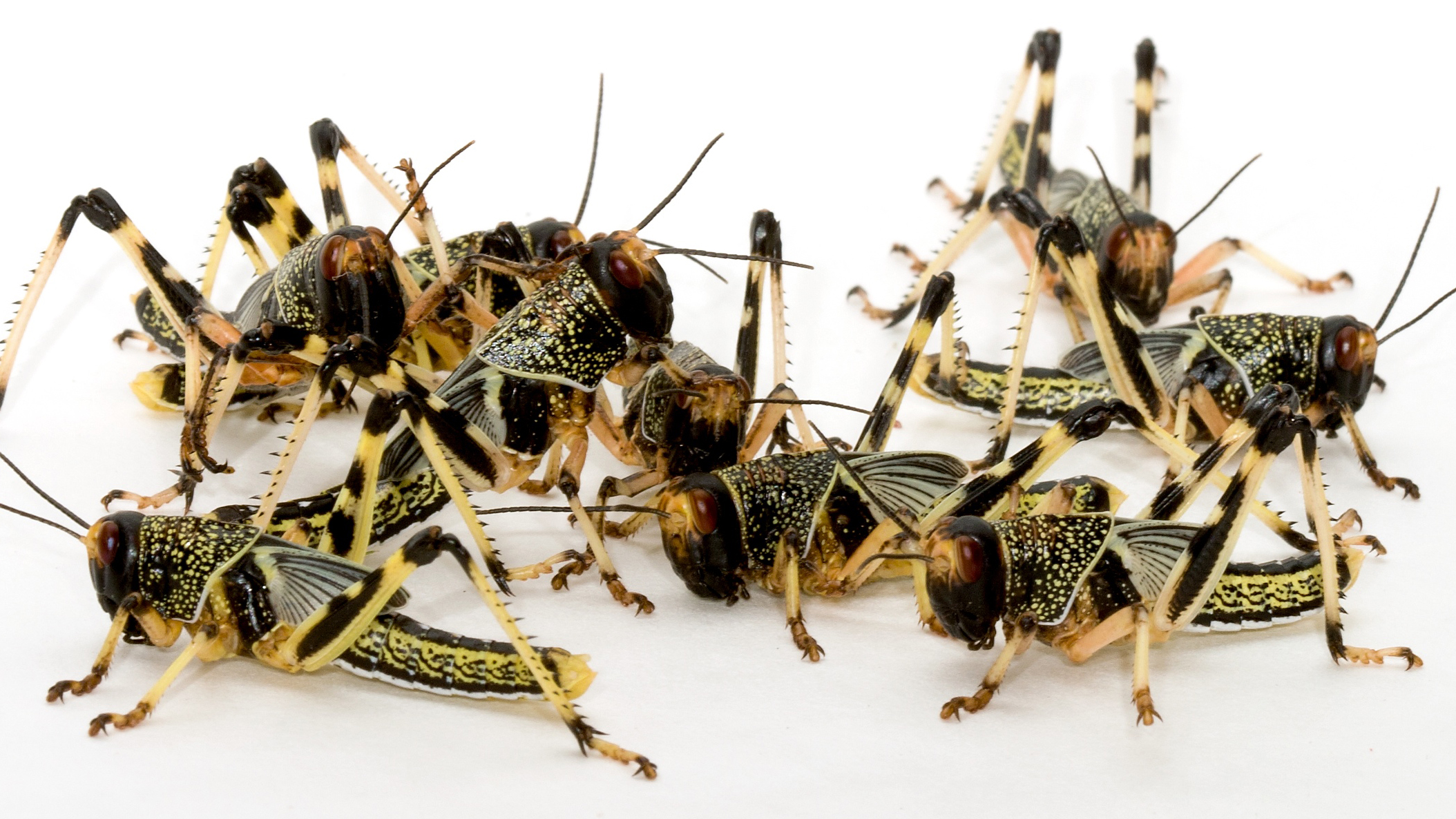 Why Locusts Swarm University Of Cambridge