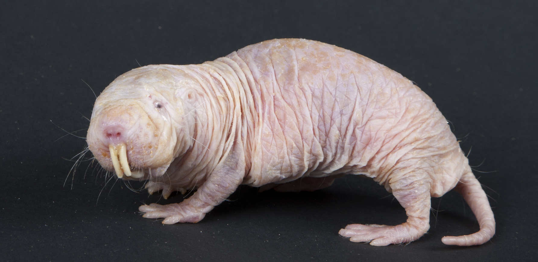 Naked mole rats defy the biological law of aging | Science 