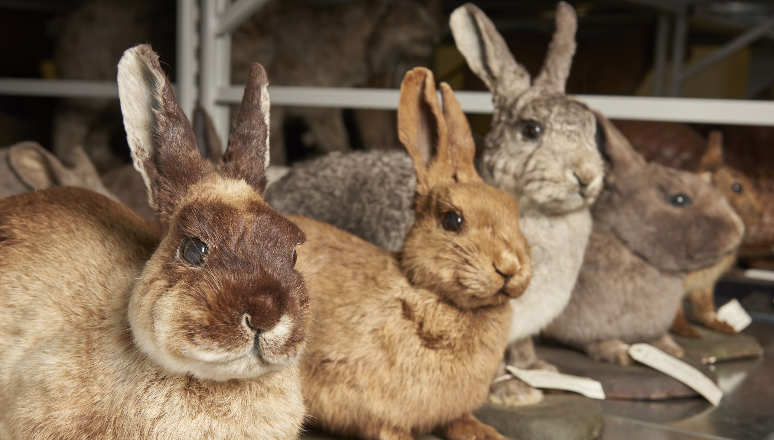 Rabbit collections at the Natural History Museum in London. Image courtesy of the Trustees of the Natural History Museum.