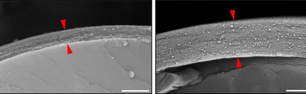 The cell walls of a tomato plant lacking GPAT6 (right) appear much thicker than when GPAT6 is active (left).