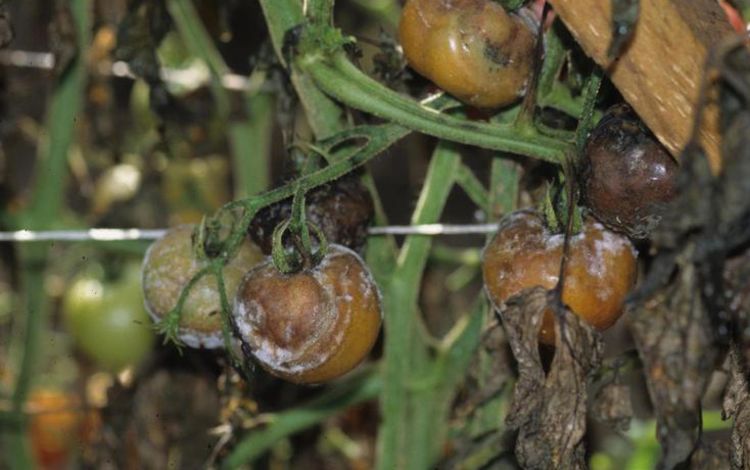 Tomato plant infected with late blight. Image courtesy of Gerald Holmes.