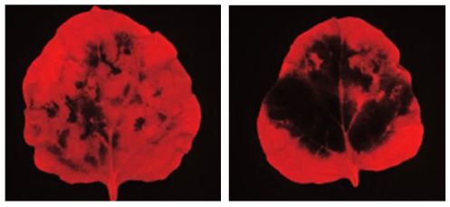 When GPAT6 activity is restricted by gene silencing (right leaf),  infection is much more severe. Dark areas indicate where leaf tissue has died.   