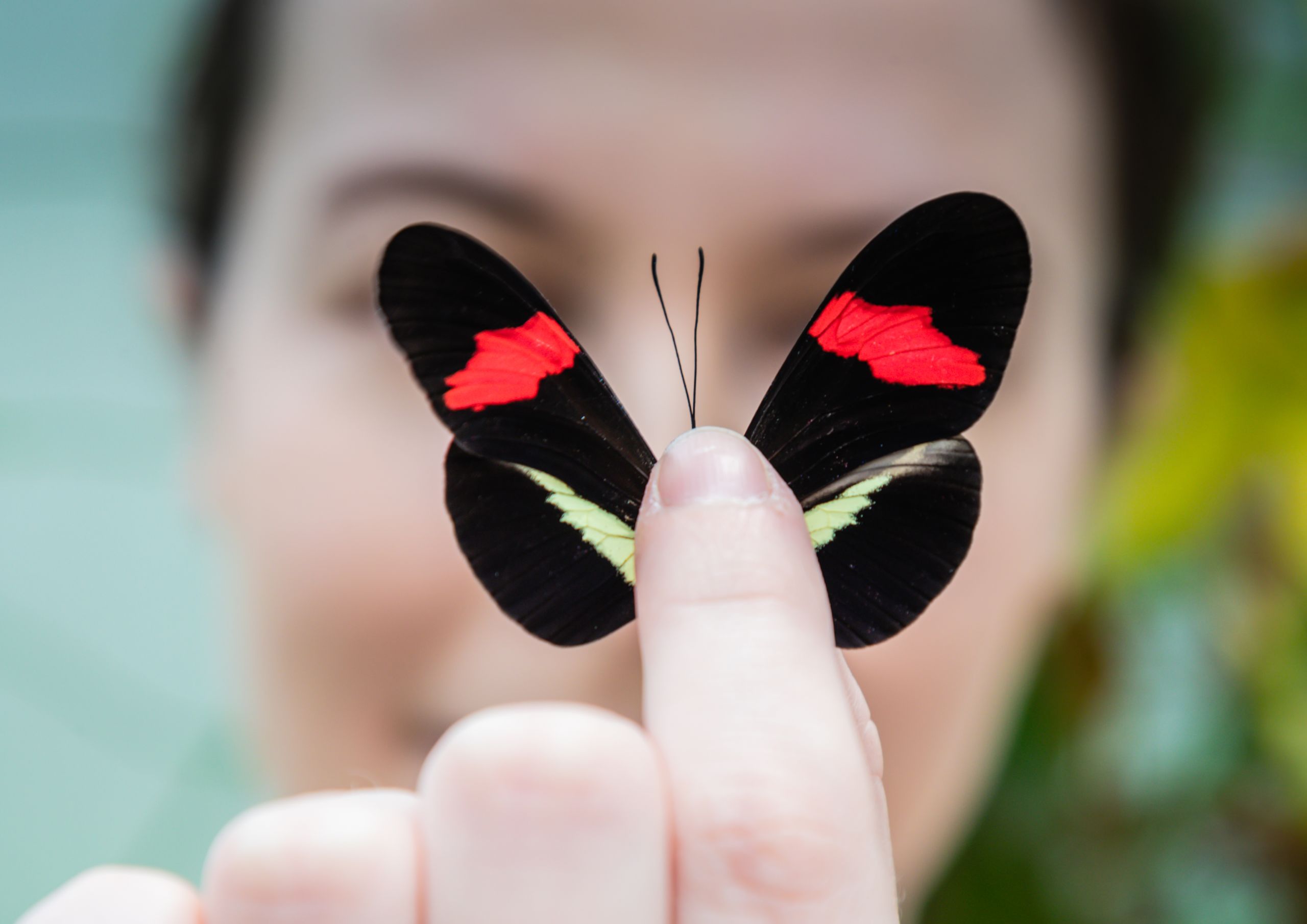 Kathy Darragh with a Postman butterfly, a member of the Heliconius genus.