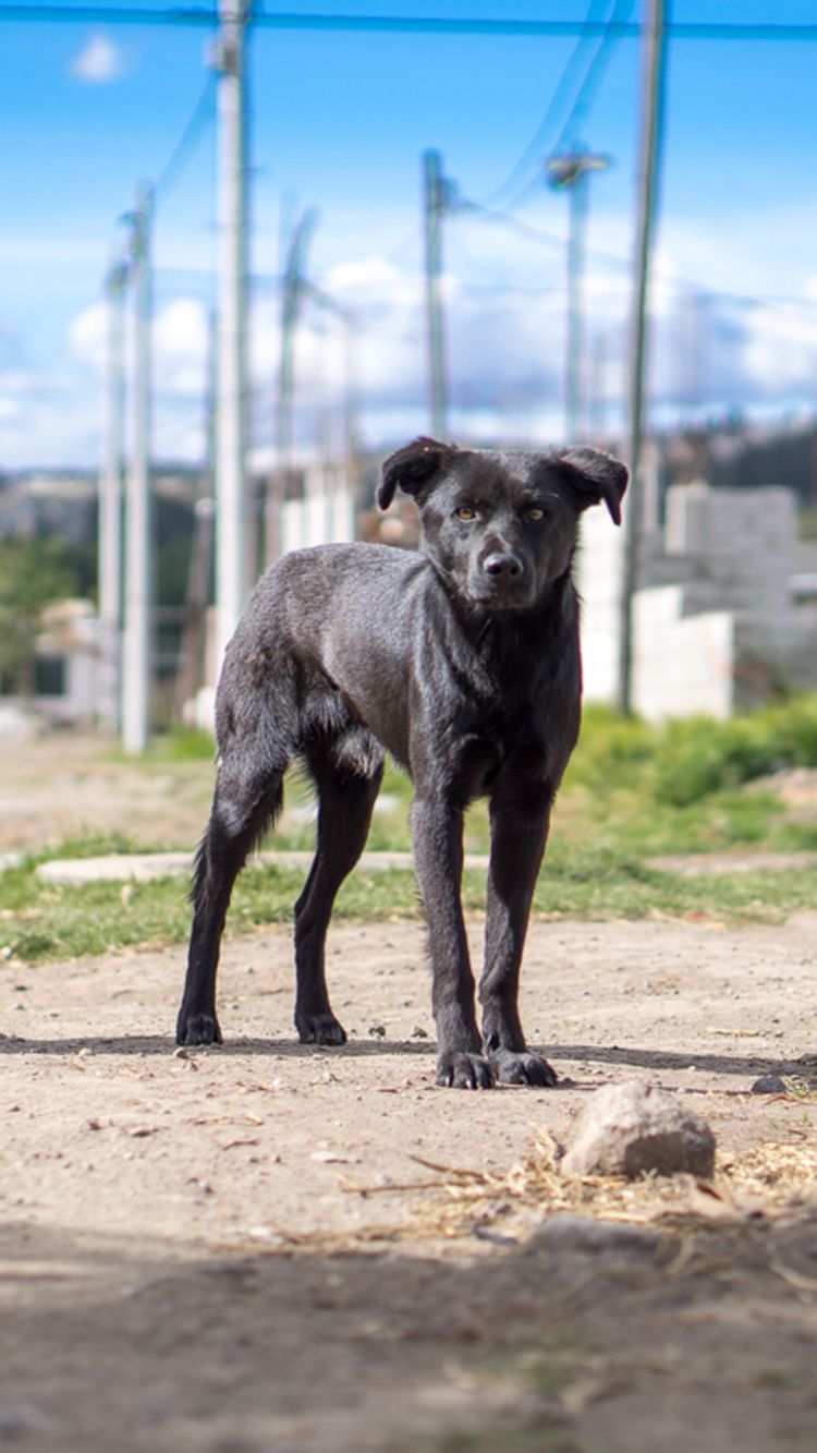 Black dog hot sale mating