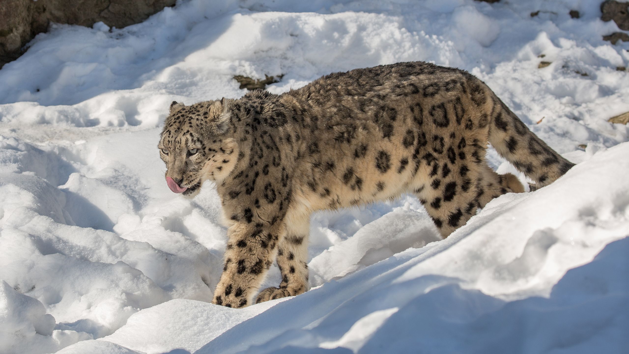 Snow leopard photograph by Daniel Muenger